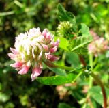 Trifolium hybridum подвид elegans. Соцветие. Чувашия, Моргаушский р-н, у дороги к дер. Шомиково. 12.07.2011.