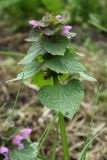 Lamium purpureum