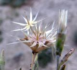 Chardinia orientalis