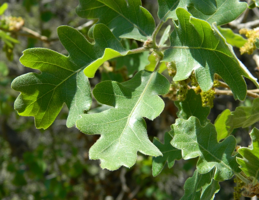 Изображение особи Quercus robur.