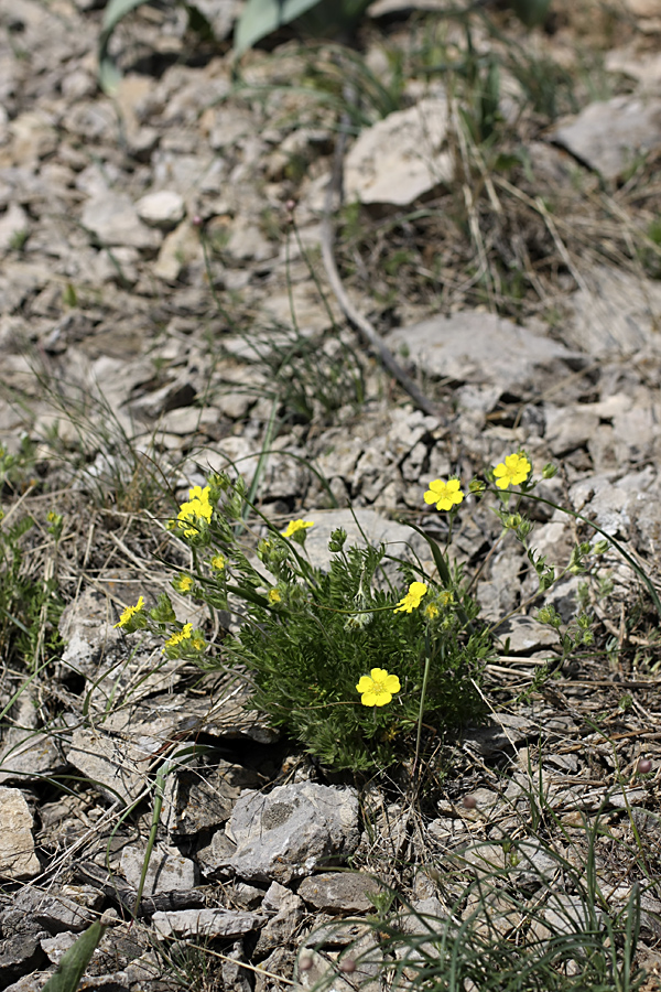 Изображение особи Potentilla soongorica.