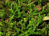 Selaginella sajanensis