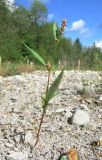 Persicaria scabra