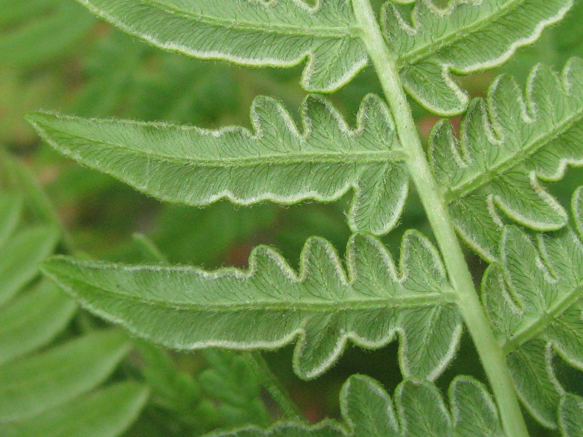 Изображение особи Pteridium pinetorum.