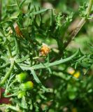 Senecio glaucus подвид coronopifolius. Часть побега с соцветием. Израиль, впадина Мёртвого моря, киббуц Эйн-Геди, сорное. 07.03.2011.