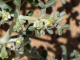 Tetraena alba