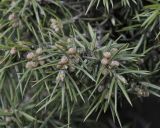 Juniperus deltoides