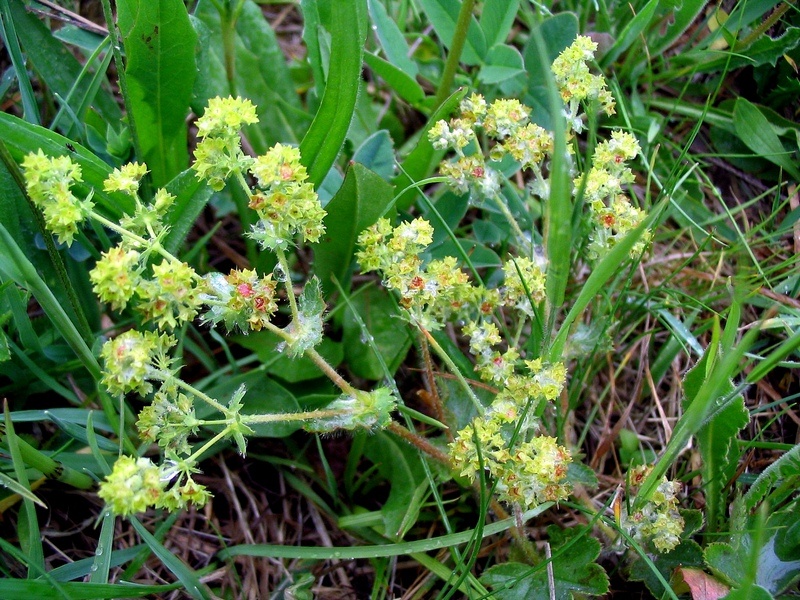 Изображение особи род Alchemilla.