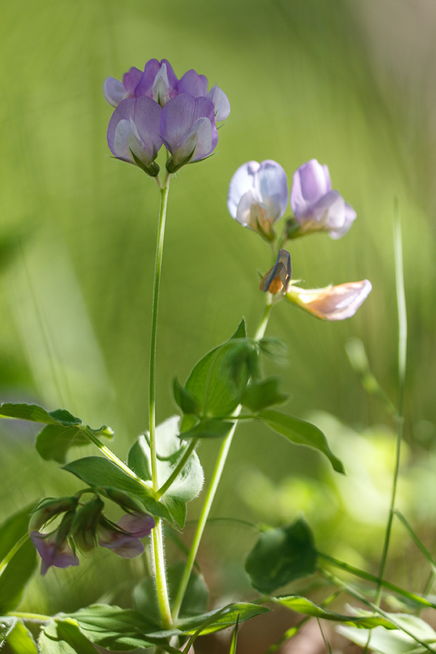 Изображение особи Lathyrus laxiflorus.