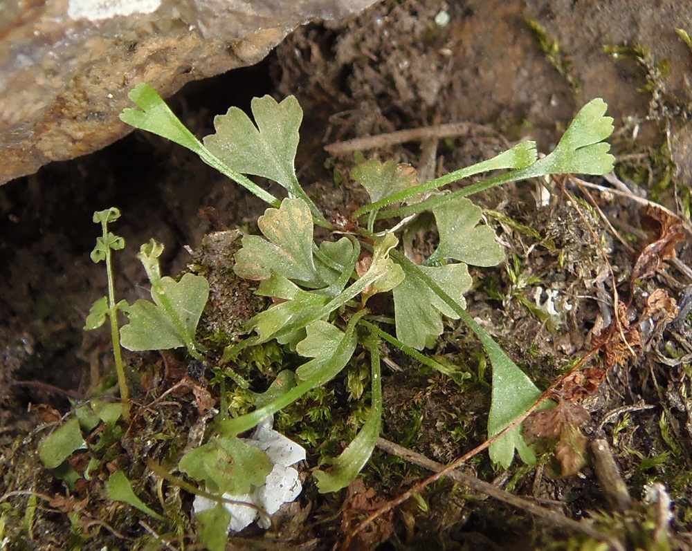 Изображение особи Asplenium septentrionale.