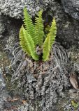 Dryopteris fragrans. Спороносящее растение на скале. Камчатский край, Ключевская группа вулканов, Толбачинский дол, каменистый склон. 18.07.2013.