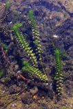 Elodea canadensis