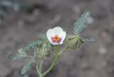 Hibiscus trionum