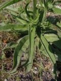 Echium biebersteinii. Прикорневые листья. Южный Берег Крыма, пос. Отрадное, рядом с тропой возле виноградника. 20.05.2013.