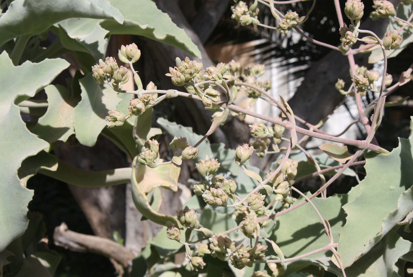 Изображение особи Kalanchoe beharensis.