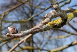 Sorbus mougeotii. Веточка с покоящейся почкой. Германия, г. Дюссельдорф, Ботанический сад университета. 10.03.2014.