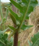 Crepis foetida. Основание листа. Ростовская обл., хут. Гусарева балка. 15.07.2009.