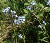 Myosotis sylvatica