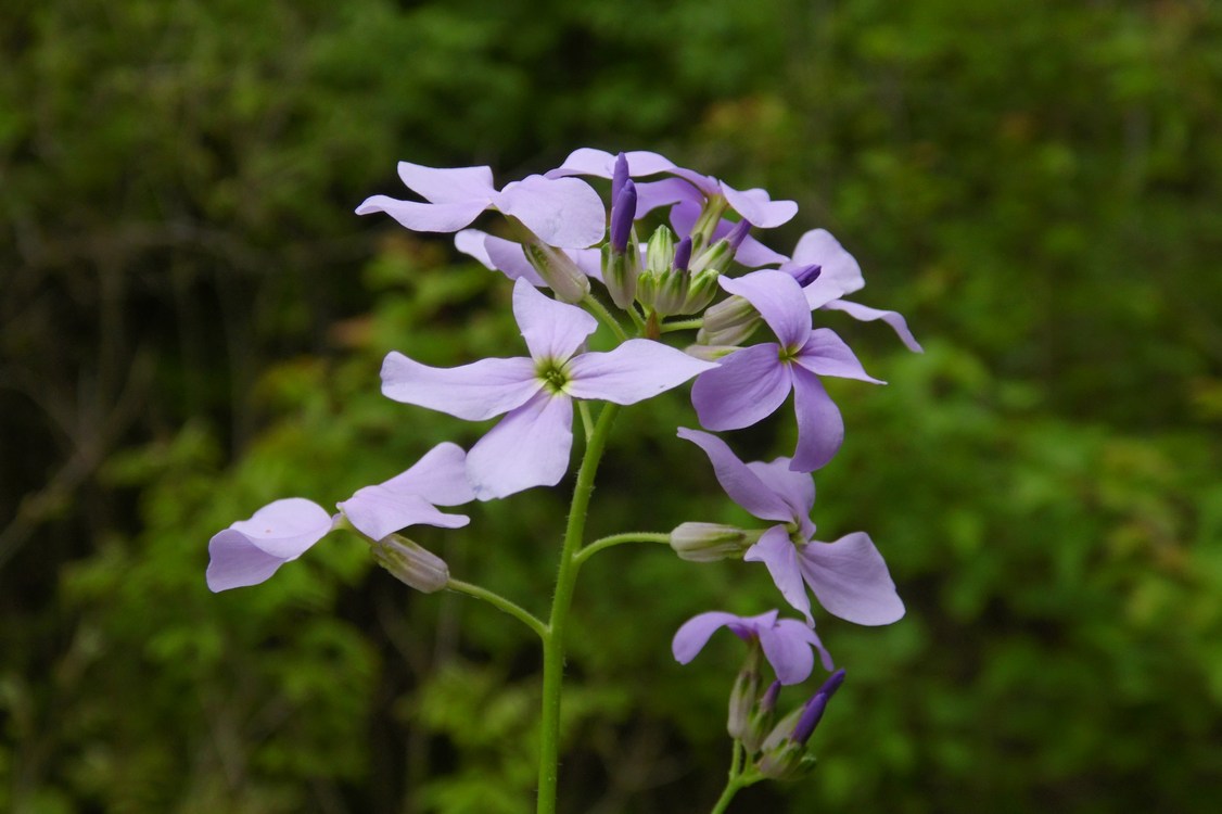 Изображение особи Hesperis matronalis.