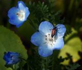 Nemophila menziesii