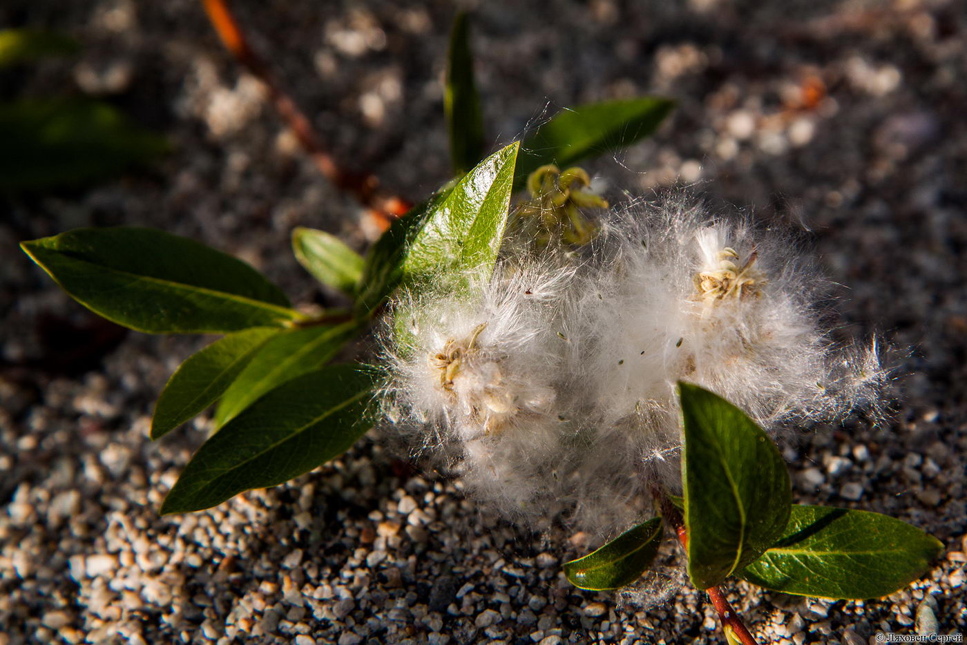 Изображение особи Salix phylicifolia.