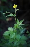 Geum urbanum