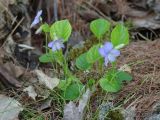 Viola sacchalinensis. Цветущее растение. Иркутская обл., Шелеховский р-н, окр. с. Шаманка, сосново-берёзовый лес. 23.05.2016.