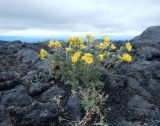 Potentilla vulcanicola