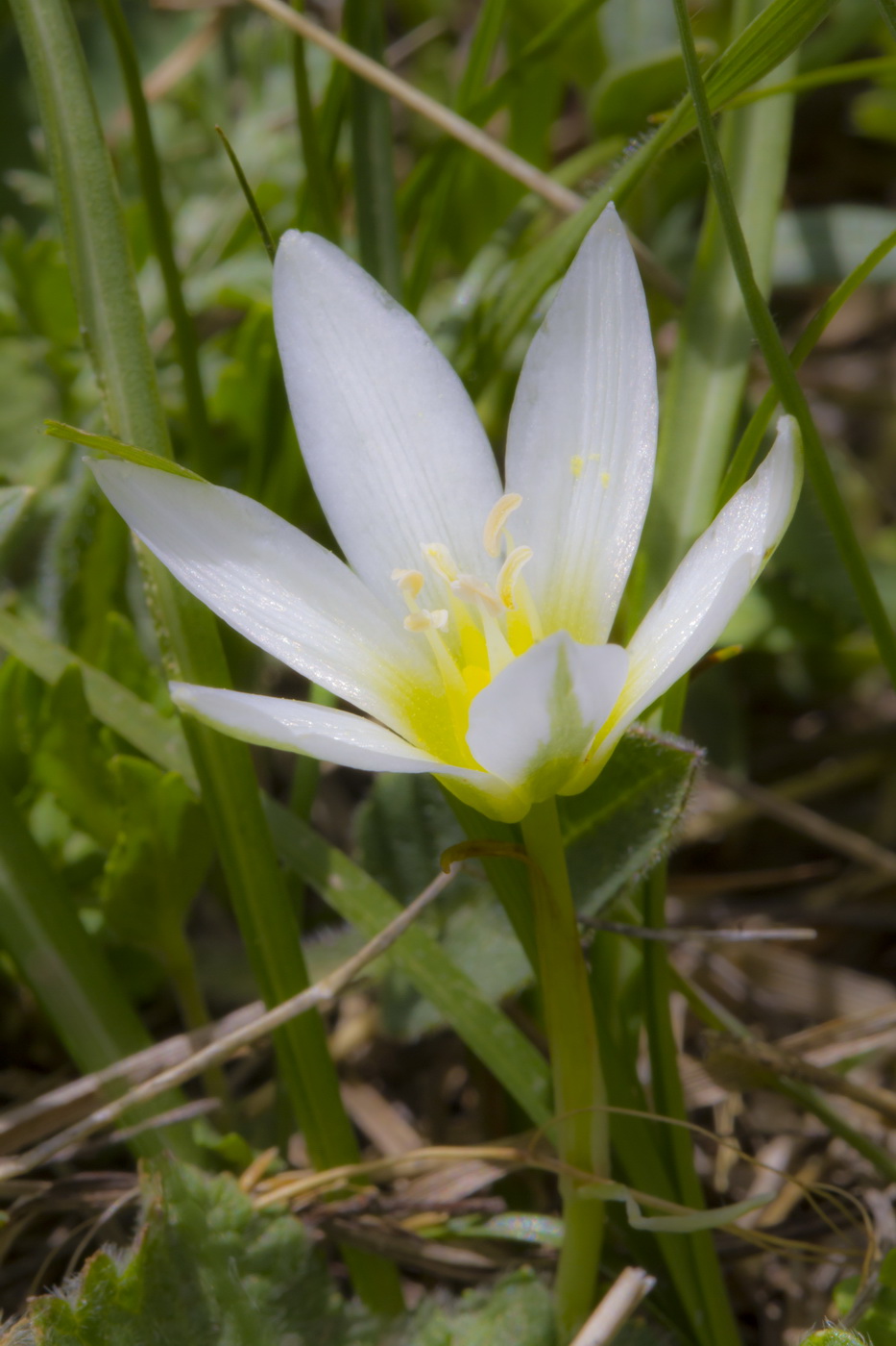 Изображение особи Ornithogalum balansae.