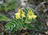 Astragalus подвид parviflorus