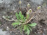 Taraxacum brassicifolium