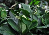 Spathiphyllum floribundum. Верхушки цветущих растений. Малайзия, Куала-Лумпур, в культуре. 13.05.2017.