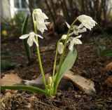 Scilla siberica