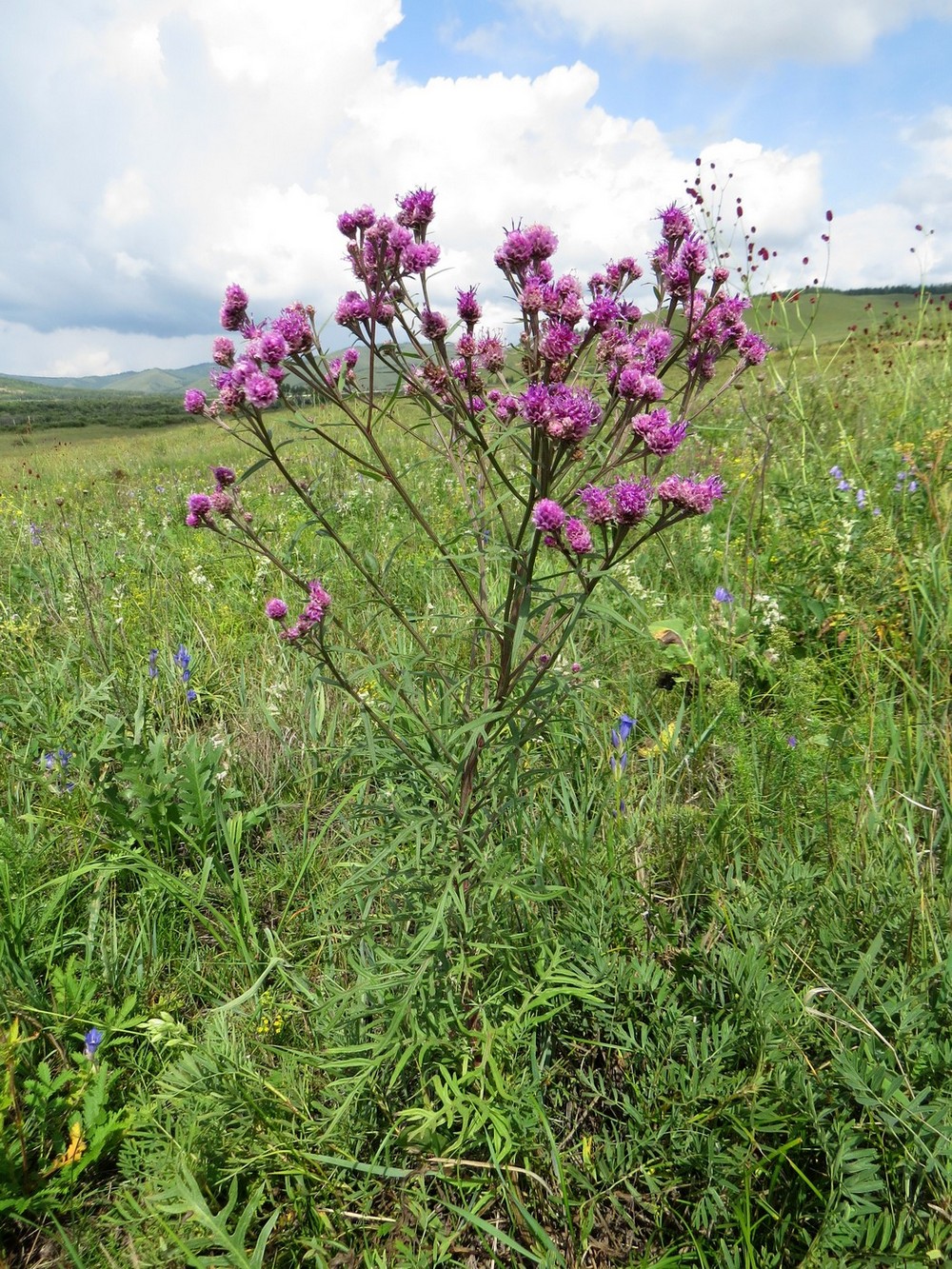 Изображение особи Saussurea pulchella.