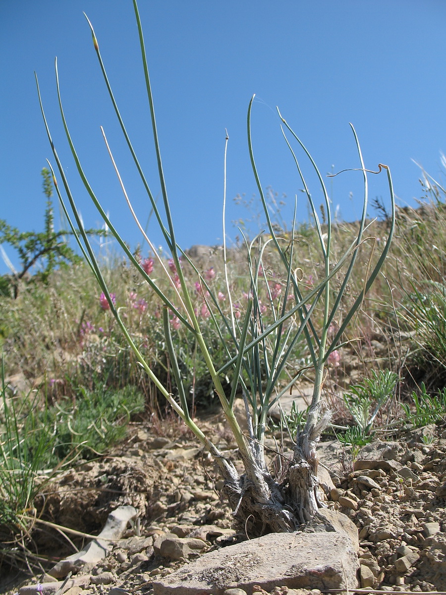 Изображение особи Allium talassicum.
