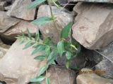 Vinca herbacea