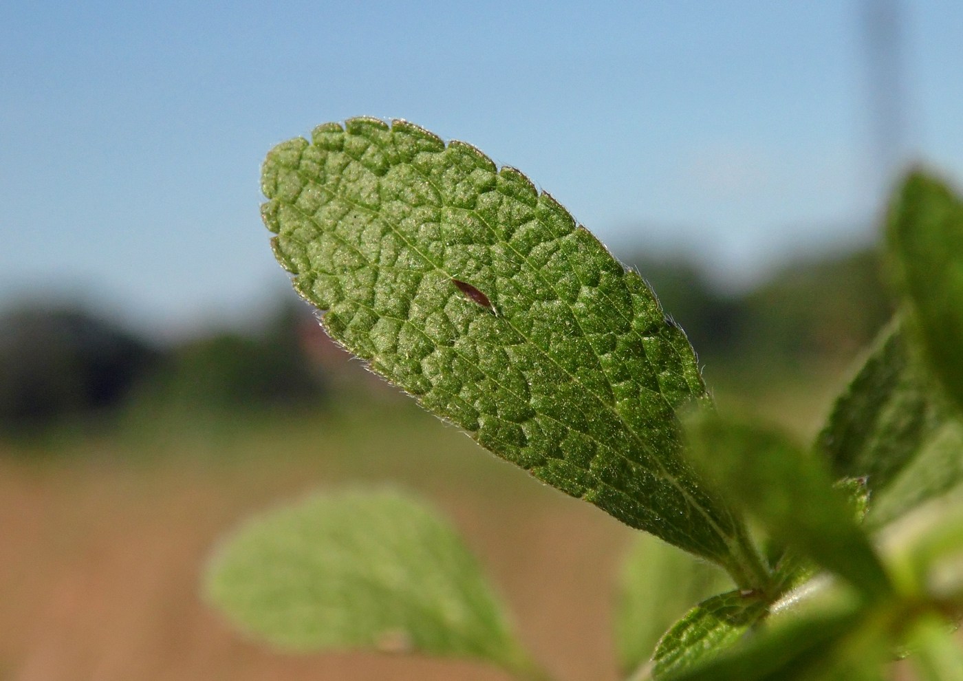 Изображение особи Stachys recta.