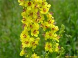 Verbascum nigrum