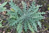 Cirsium vulgare