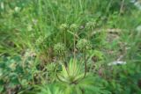 Anemonastrum crinitum