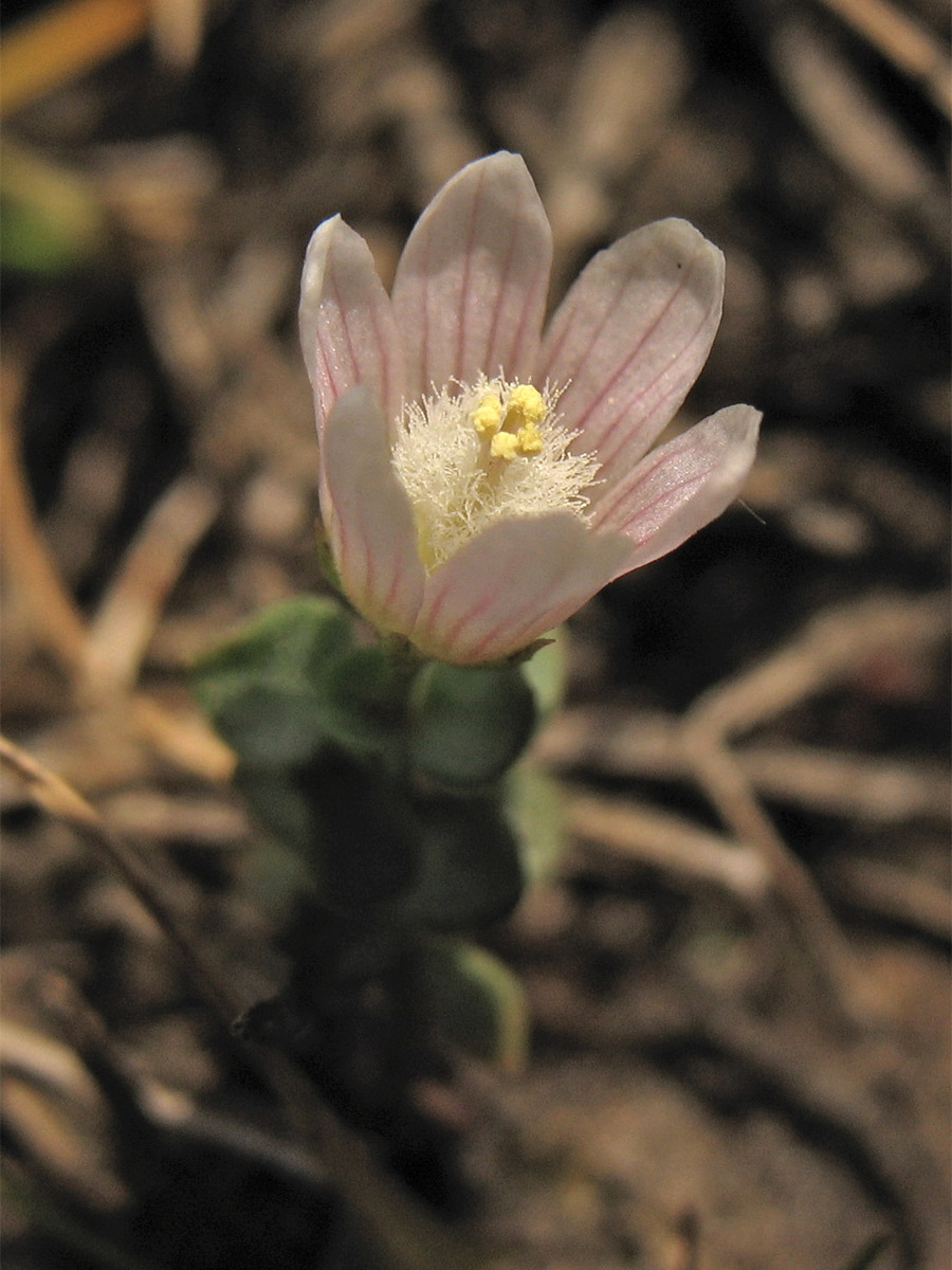 Image of Anagallis tenella specimen.