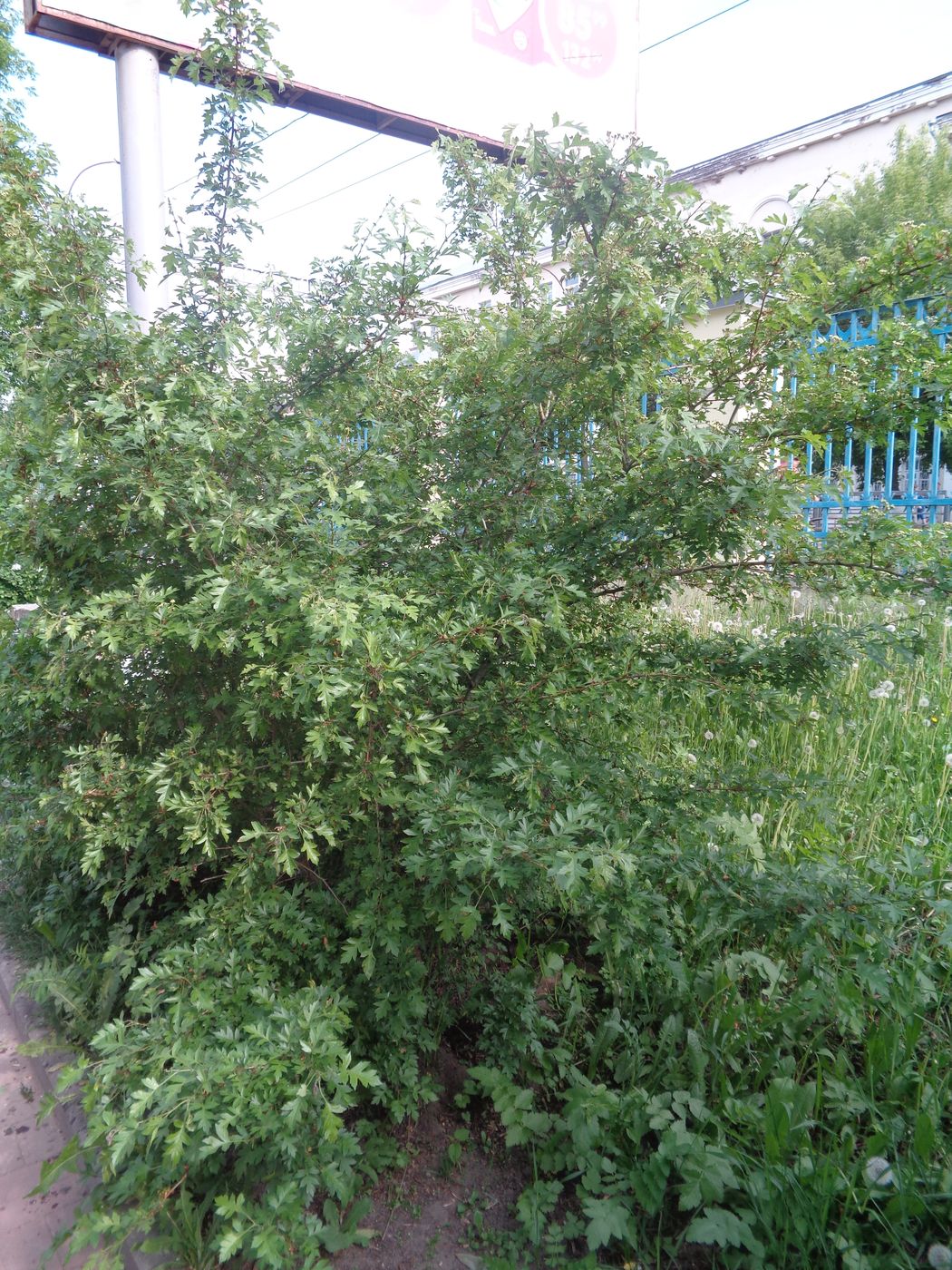 Изображение особи род Crataegus.