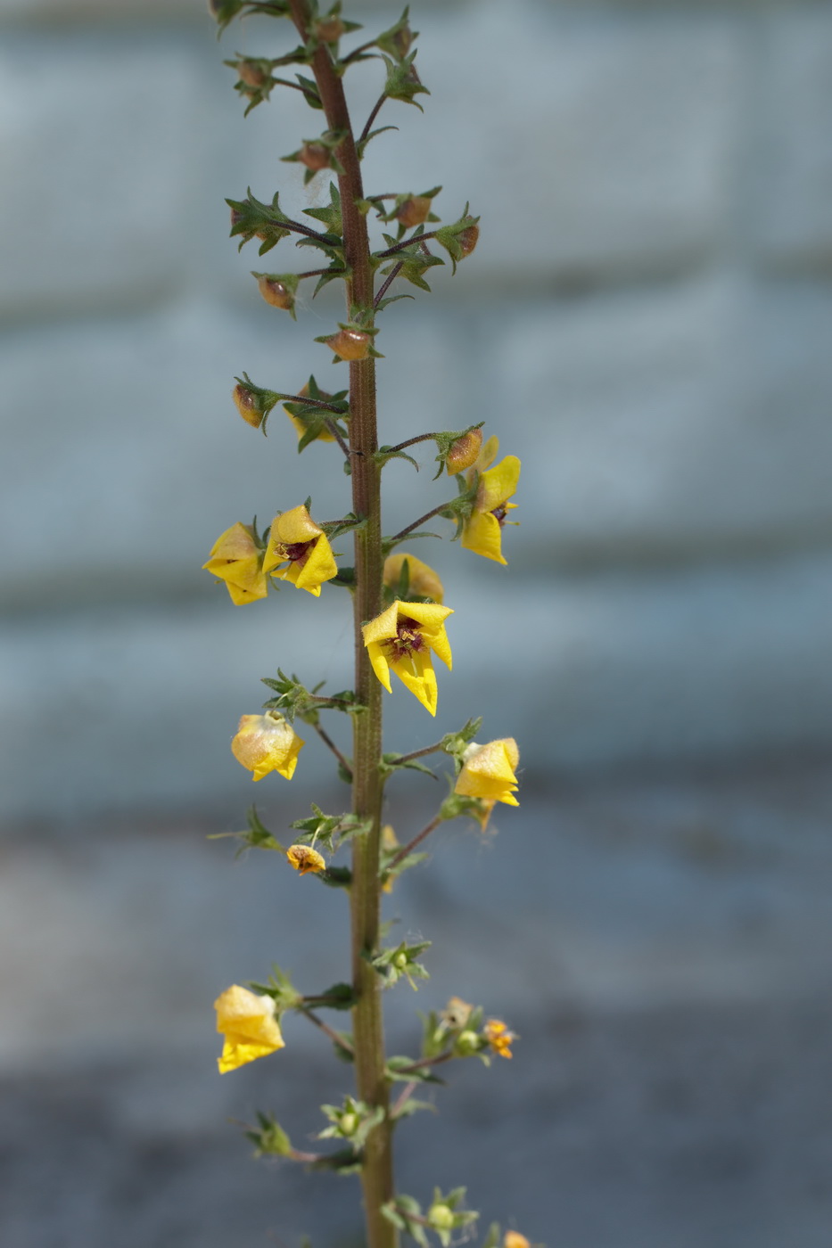 Изображение особи Verbascum blattaria.