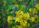 Ribes aureum