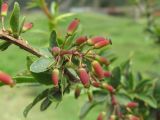 Berberis vulgaris