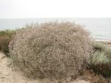 Gypsophila paniculata