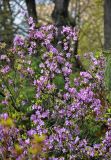 Rhododendron dauricum. Ветви цветущего кустарника. Москва, ботанический сад МГУ \"Аптекарский огород\", в культуре. 04.05.2021.