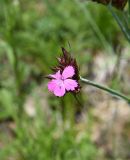 Dianthus ruprechtii