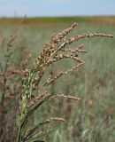 Atriplex patens