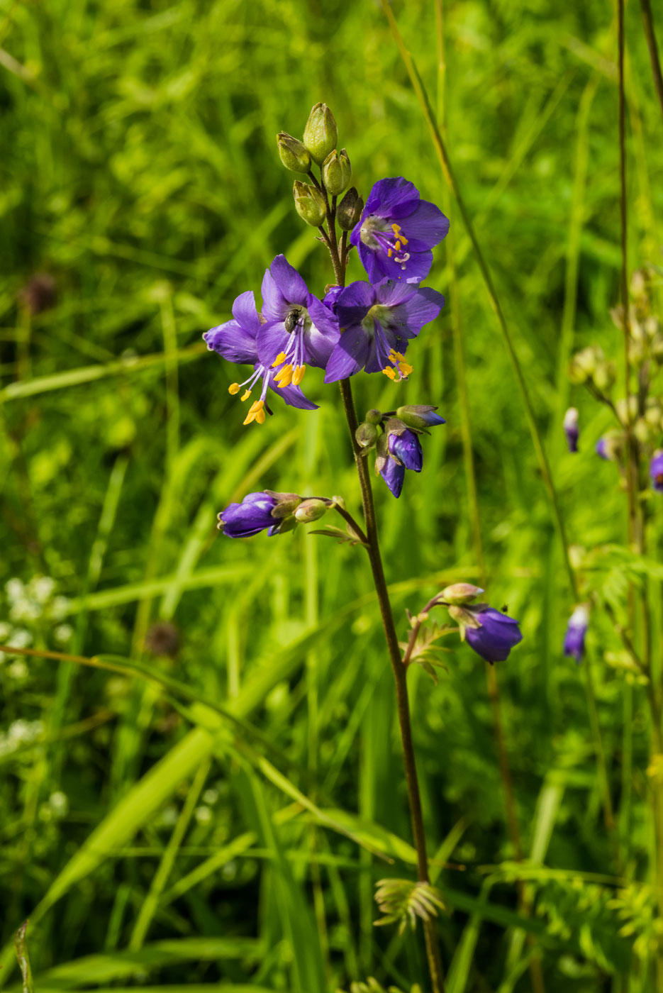 Изображение особи Polemonium caeruleum.